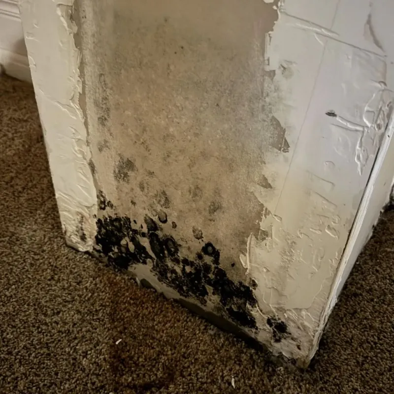 Professional Mold Removal in Castle Rock, CO